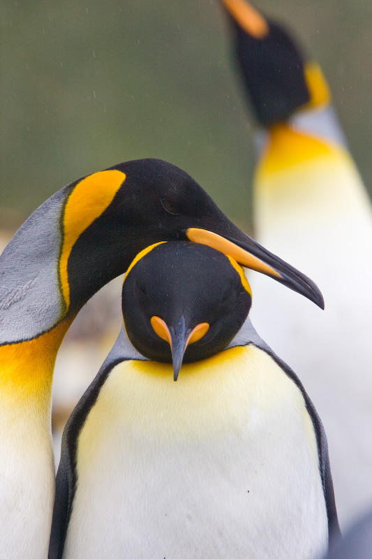 King Penguins